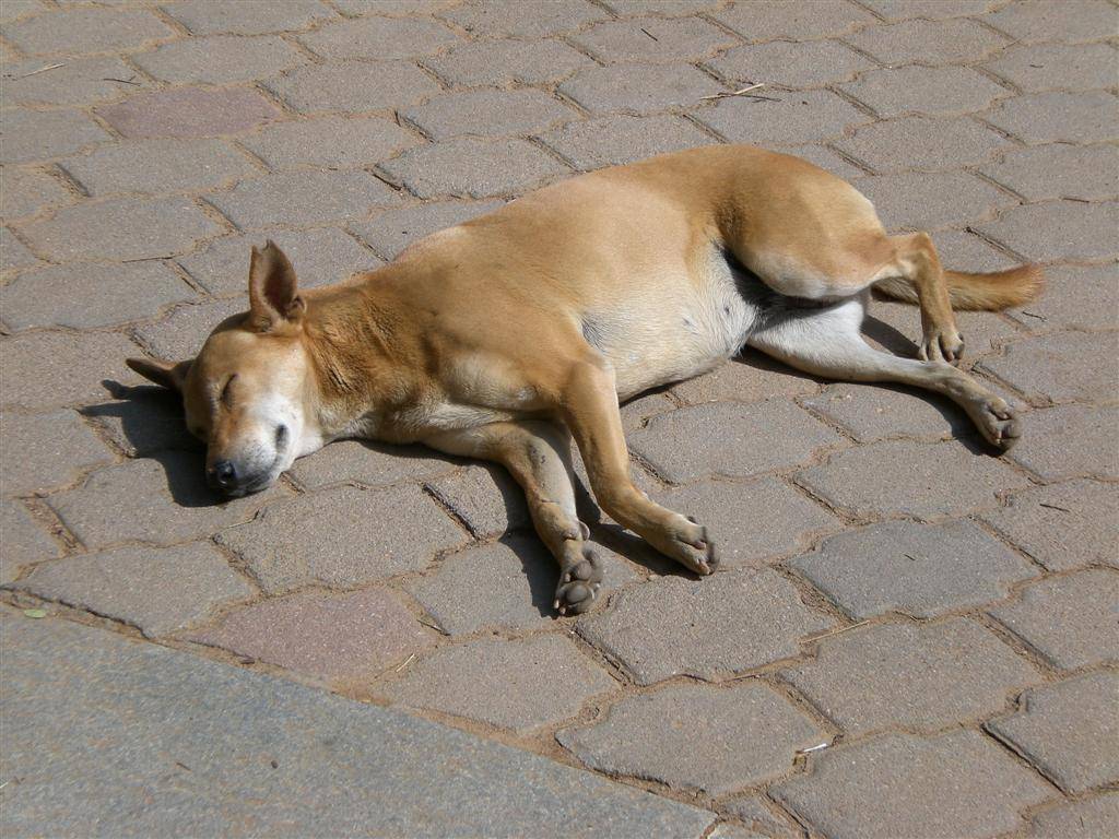 cubbon park dog