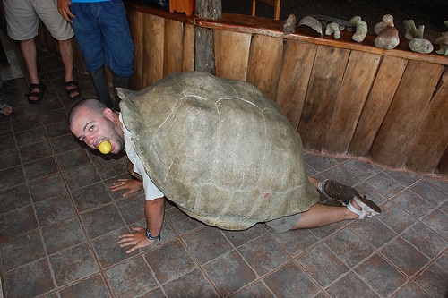 tortoise-eating.jpg