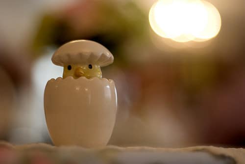 chicken in an egg
